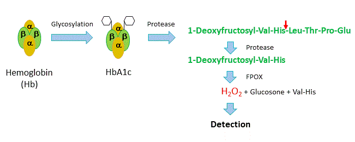 Figure 2. Measurement of HbA1c by enzymatic method
